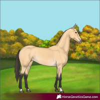 Horse Color:Buckskin 