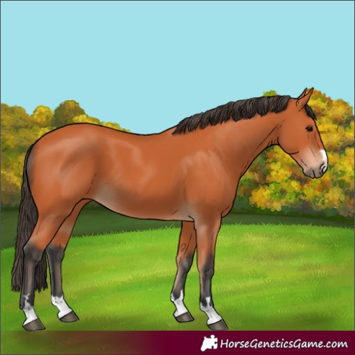 Horse Color:Bay 
