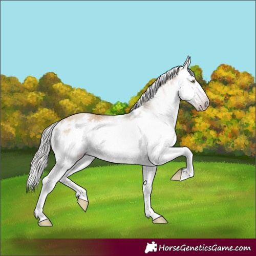 Horse Color:Gray White Spotted Silver Amber Champagne Dun Splash Frame Rabicano 