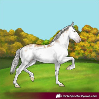 Horse Color:Gray White Spotted Silver Amber Champagne Dun Splash Frame Rabicano