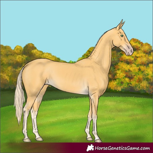 Horse Color:Gold Cream Champagne 