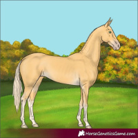 Horse Color:Gold Cream Champagne