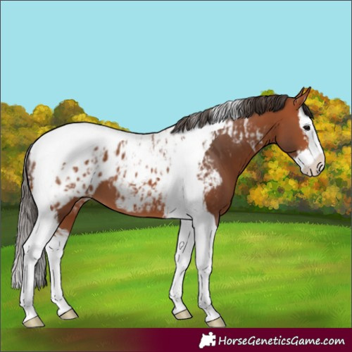 Horse Color:Bay Splash Tobiano Appaloosa  and Bay Splash Tobiano Appaloosa 