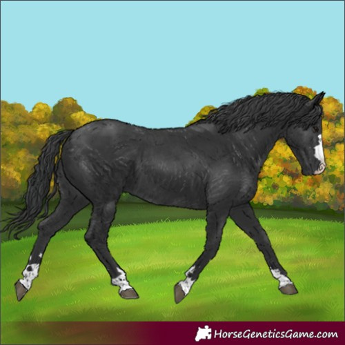 Horse Color:Unknown 