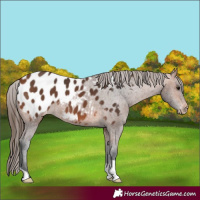 Horse Color:Bay Appaloosa 