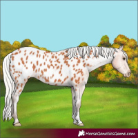 Horse Color:Silver Bay Appaloosa