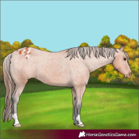 Horse Color:Bay Varnish