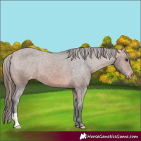 Horse Color:Bay Varnish