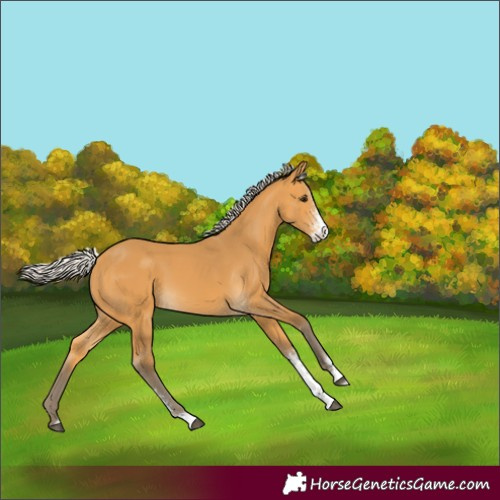 Horse Color:Silver Buckskin Sabino 