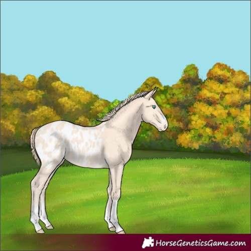 Horse Color:Perlino Blanket Rabicano 