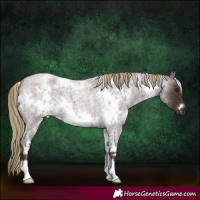Horse Color:White Spotted Liver Red Roan 