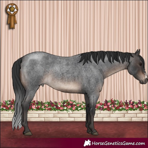 Horse Color:Brown Roan Sabino 