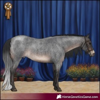 Horse Color:Brown Roan Sabino