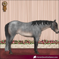 Horse Color:Brown Roan Sabino