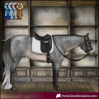 Horse Color:Brown Roan Sabino 