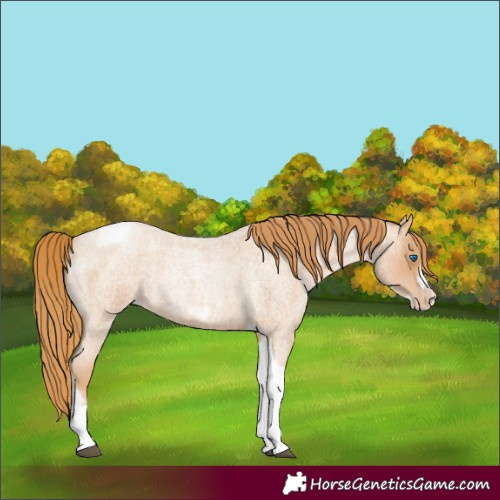 Horse Color:Red Roan Pearl Tobiano Frame 