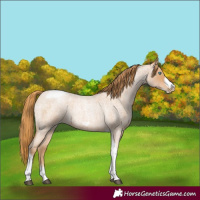 Horse Color:Red Roan Pearl Tobiano Frame 