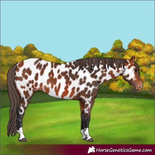 Horse Color:Bay Appaloosa 