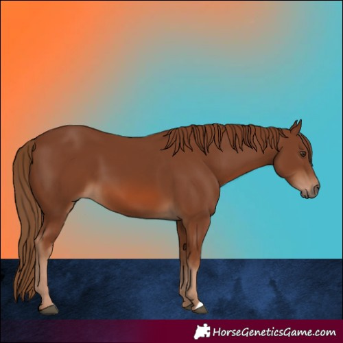 Horse Color:Chestnut 