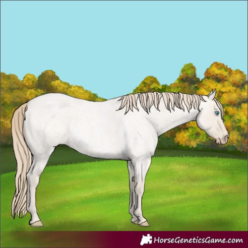 Horse Color:Smoky Creme Roan Dun 