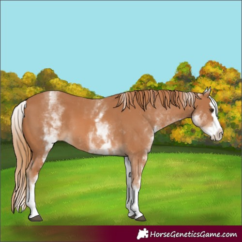Horse Color:White Spotted Chestnut Splash 