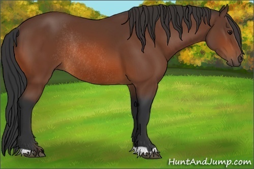 Horse Color:Bay Rabicano 