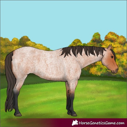 Horse Color:Bay Roan 