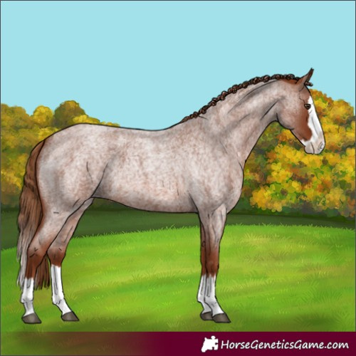 Horse Color:Red Roan Splash 