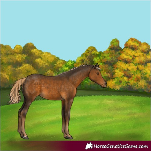 Horse Color:Chocolate Palomino 
