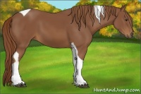 Horse Color:Chestnut Tobiano