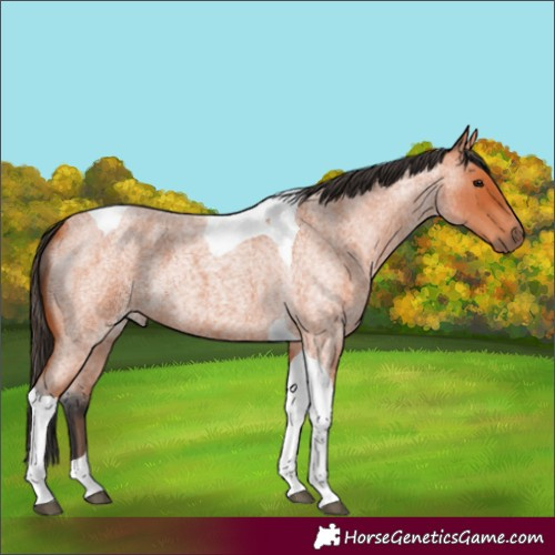 Horse Color:Bay Roan Tobiano