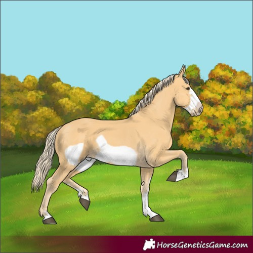 Horse Color:Palomino Frame 
