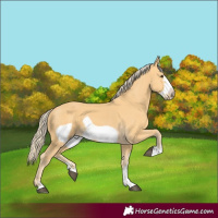Horse Color:Palomino Frame 