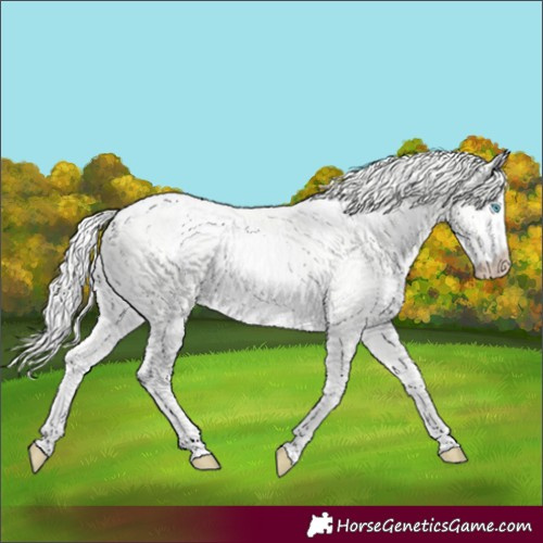 Horse Color:Cremello Dun 