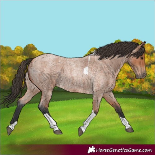 Horse Color:Bay Roan Tobiano
