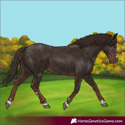 Horse Color:Liver Chestnut