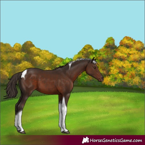 Horse Color:Liver Chestnut Tobiano 
