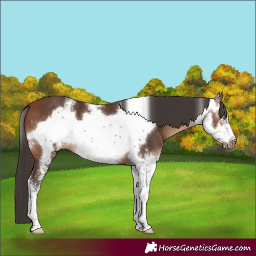 Horse Color:Bay Sabino Frame