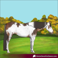 Horse Color:Bay Sabino Frame 