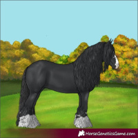 Horse Color:Black 