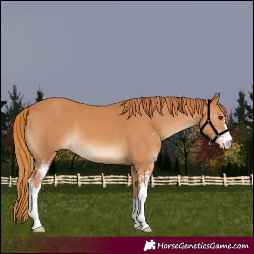 Horse Color:Chestnut Sabino 