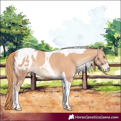 Horse Color:Gold Champagne Tobiano Appaloosa 