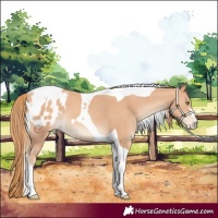 Horse Color:Gold Champagne Tobiano Appaloosa 