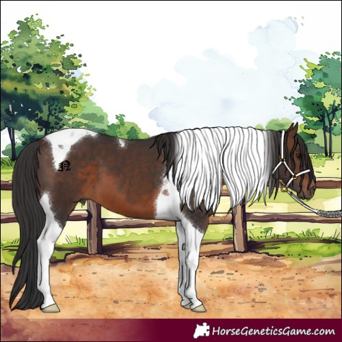 Horse Color:Brown Tobiano 