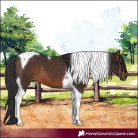 Horse Color:Brown Tobiano