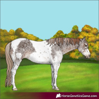 Horse Color:White Spotted Liver Chestnut Tobiano Frame 