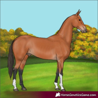 Horse Color:Bay Tobiano 
