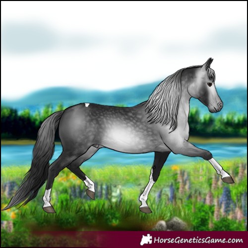 Horse Color:Gray Black Tobiano 