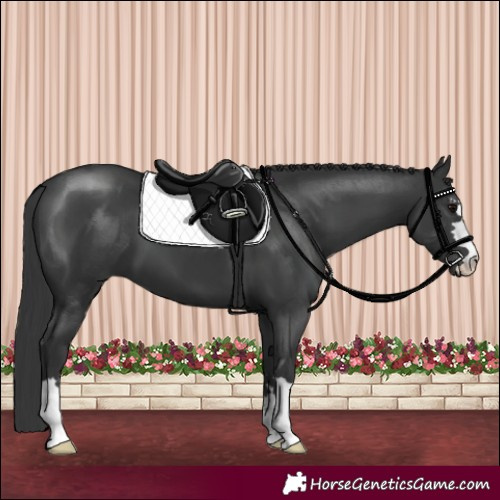 Horse Color:Black 
