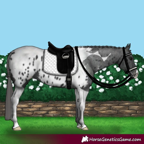 Horse Color:Black Tobiano Appaloosa 